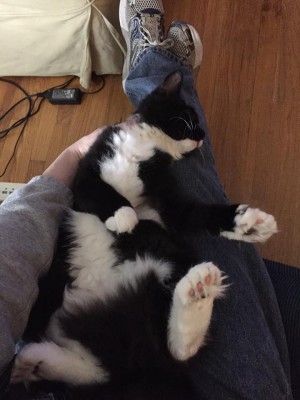 molly-sleeps.jpg